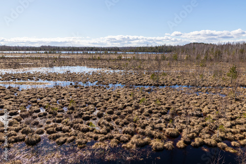 Sunny bright day at brown peat bog in Latvia. View from up to damp earth of mesh of spongy moss at peat moor during early spring.