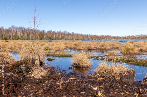 Low angle view to fluffy grass peat bog at blue swamp lake water. Blue wetland with brown puffy spongy mesh of moss during beautiful bright sunny early spring day. 