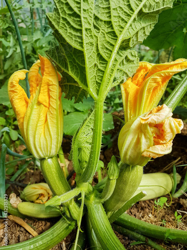 zucchini  flowers and plant on the ground