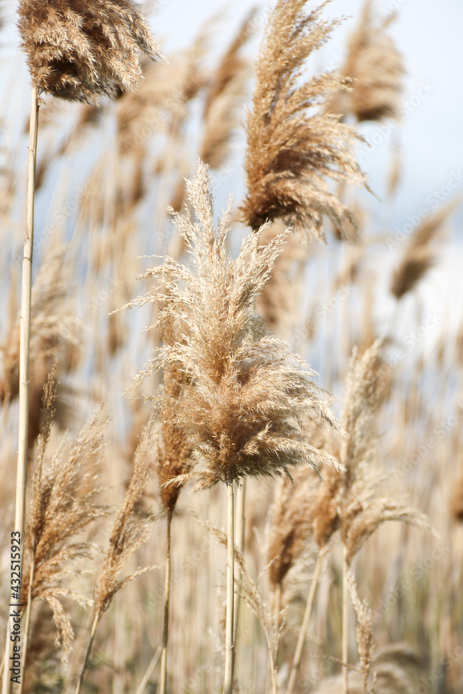 Fototapeta premium Dry reed outdoor in light pastel colors, reed layer, reed seeds. Beige reed grass, pampas grass. Abstract natural background. Beautiful pattern with neutral colors. Minimal, stylish, trend