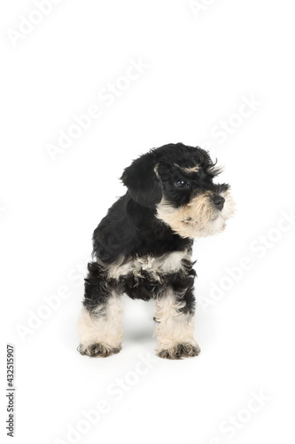miniature schnauzer puppy isolated on white 