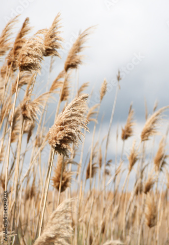 Dry reed outdoor in light pastel colors  reed layer  reed seeds. Beige reed grass  pampas grass. Abstract natural background. Beautiful pattern with neutral colors. Minimal  stylish  trend