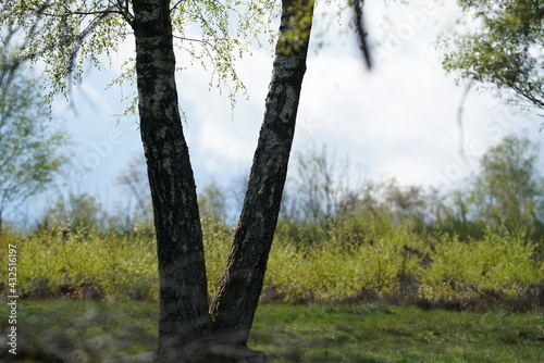 Zwei Birken auf einer Fläche mit Gras und bei Sonnenschein