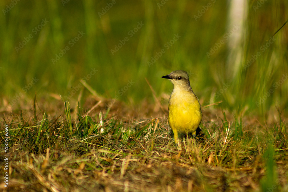 Fototapeta premium yellow bird in the grass