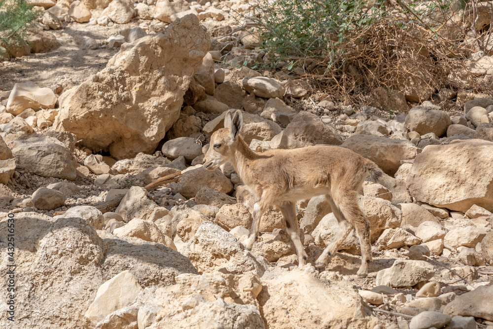 Ibex in Ein Gedi National Park in southern Israel
Ibex in Ein Gedi National Park in southern Israel