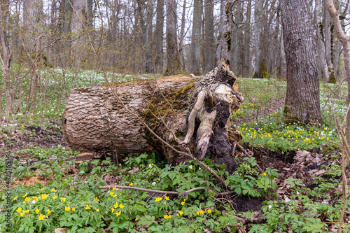 Broken tree stump with roots and sawn trunk. Green moss and sawdust in a green grass with yellowish and white flowers.