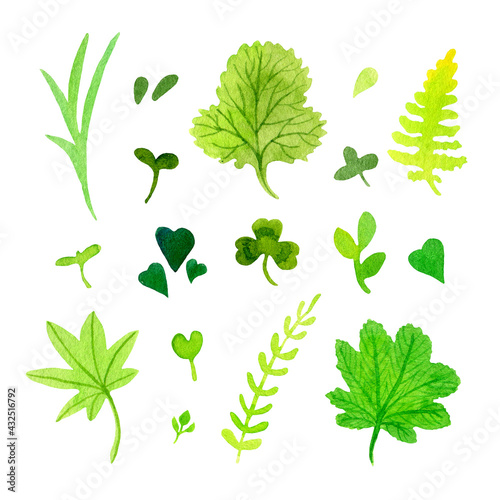 set of watercolor elements - stylized field herbs and leaves on a white background.