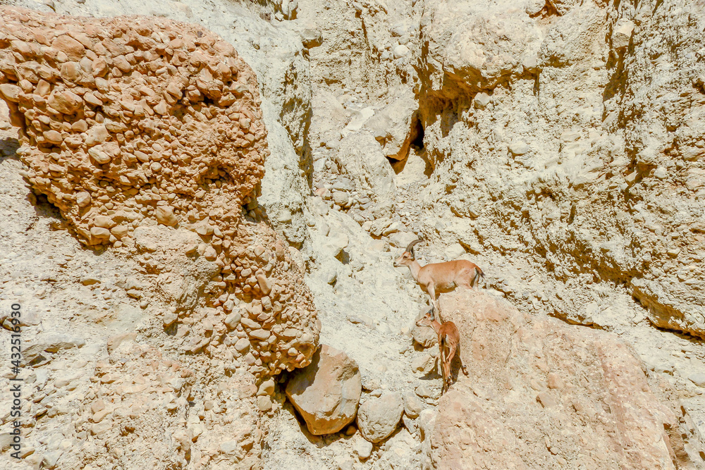 Ibex in Ein Gedi National Park in southern Israel
