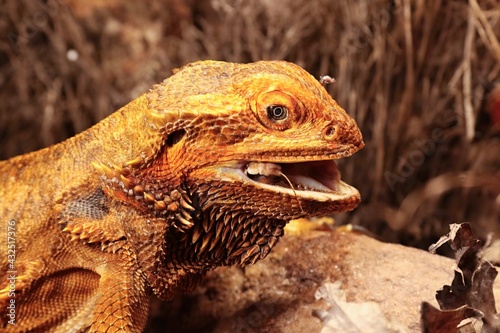 The Central Bearded Dragon   or Dragon Agama  Pogona vitticeps  feeding the insect in the dry habitat. Agama portrait.