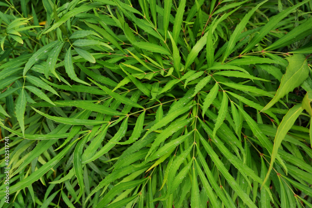 Green leaves material. Tropical leaves background. natural green wallpaper. Green leaves material. Tropical leaves background. natural green wallpaper.