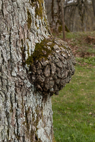 Old oak with growth in bark sickness wart with moss and cracked bark with grooves. Round wooden ball.