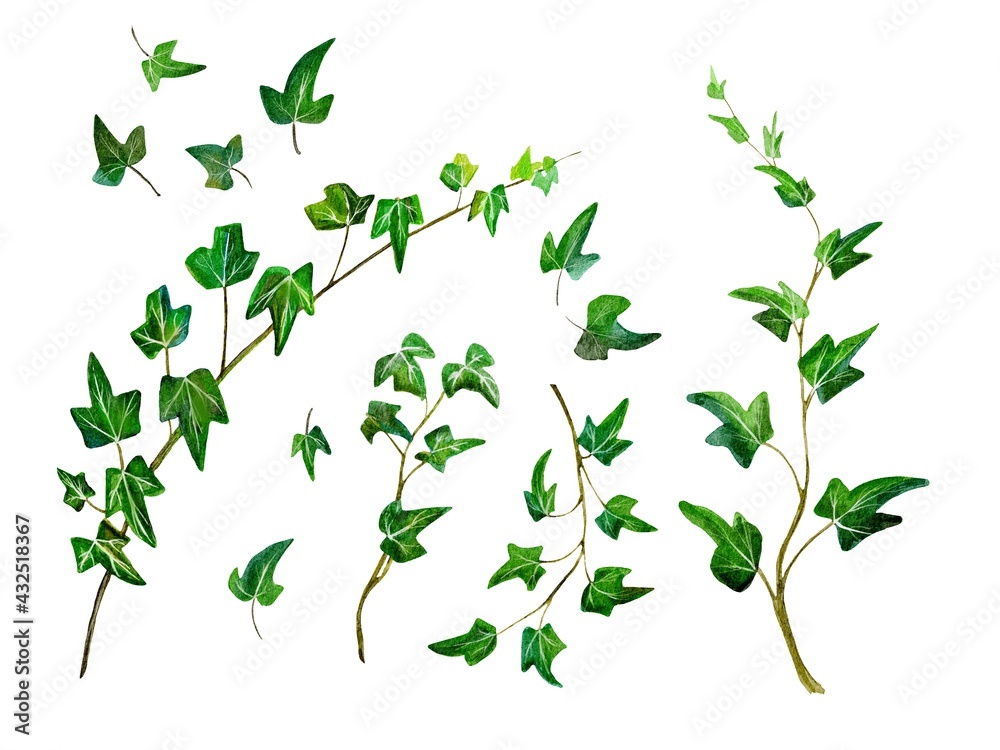 Digital botanical set of fern plant ivy Digital botanical set of fern plant ivy