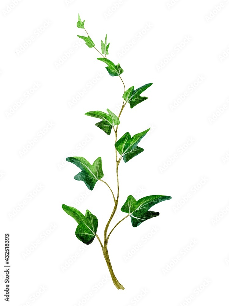 Obraz premium fern plant isolated on white background