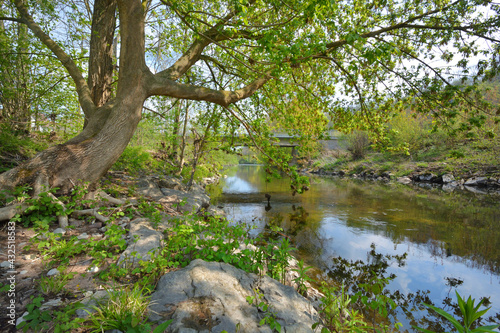 Sunny spring landscape. Trees at riverbank. At the River Enz in Oberriexingen, South Germany © Julia