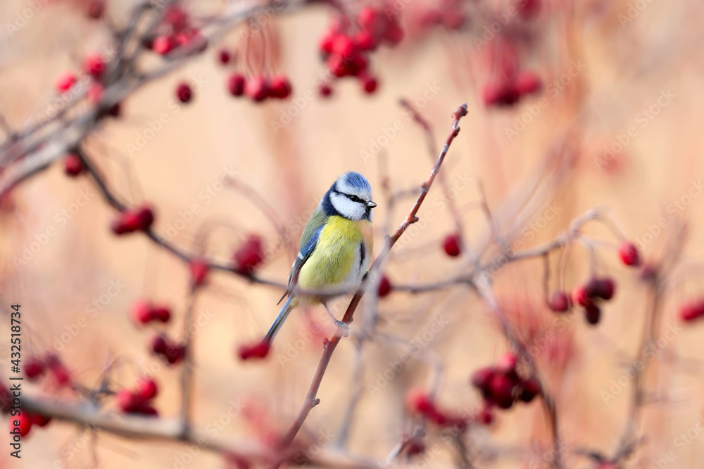 A portrait of a blue tit sits on a hawthorn bush surrounded by red berries.