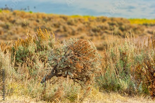 The arid landscape of the prairies with sagebrush, mountains, grasses photo