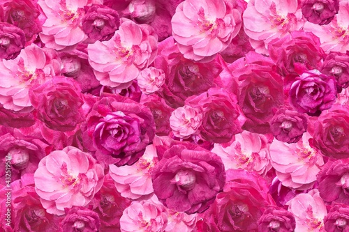 Fototapeta Naklejka Na Ścianę i Meble -  Fondo de rosas para tarjetas de regalos, día de las madres, bodas, día de la mujer, 8 de marzo, cumpleaños, invitaciones 
