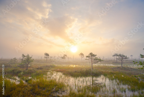Foggy morning at a swamp