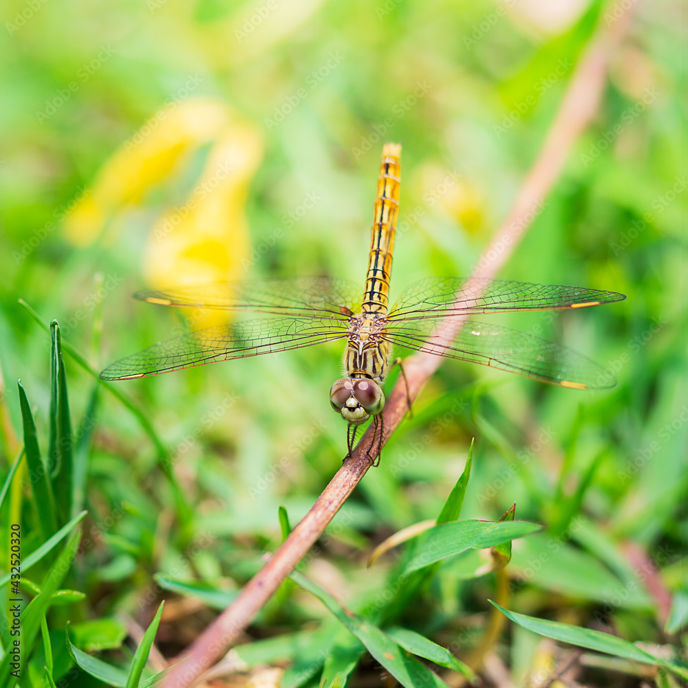 Close up picture of dragonfly hanging on the branch Close up picture of dragonfly hanging on the branch