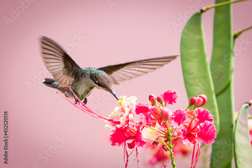 A female Ruby Topaz hummingbird (Chrysolampis mosquitus) feeding on Pride of Barbados flowers with a pink background. Bird and flowers. Tropical bird in wild.