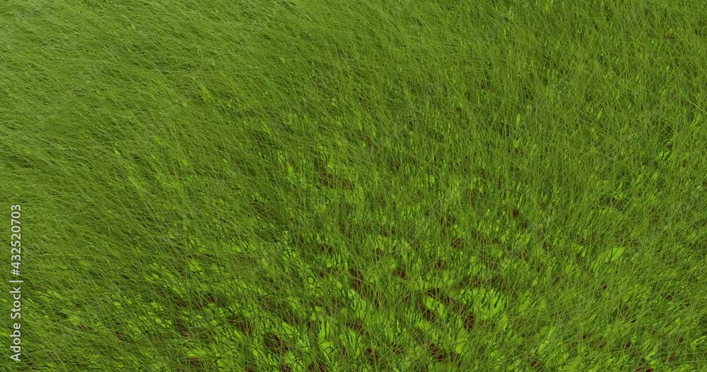 Green grass swaying in the wind. Vegetation is abstract in the space of a continuous area. Green grass swaying in the wind. Vegetation is abstract in the space of a continuous area.
