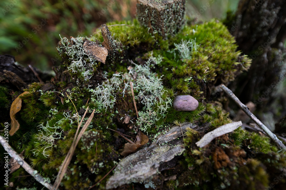 Moss overgrowth growing on fallen trees and branches on a hiking trail next to a flowing river Moss overgrowth growing on fallen trees and branches on a hiking trail next to a flowing river