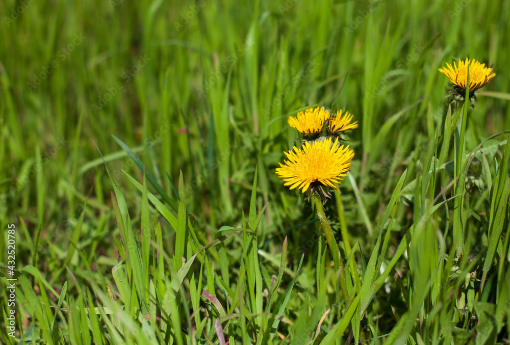 Dandelion (Taraxacum officinale) grows in the wild in spring Dandelion (Taraxacum officinale) grows in the wild in spring