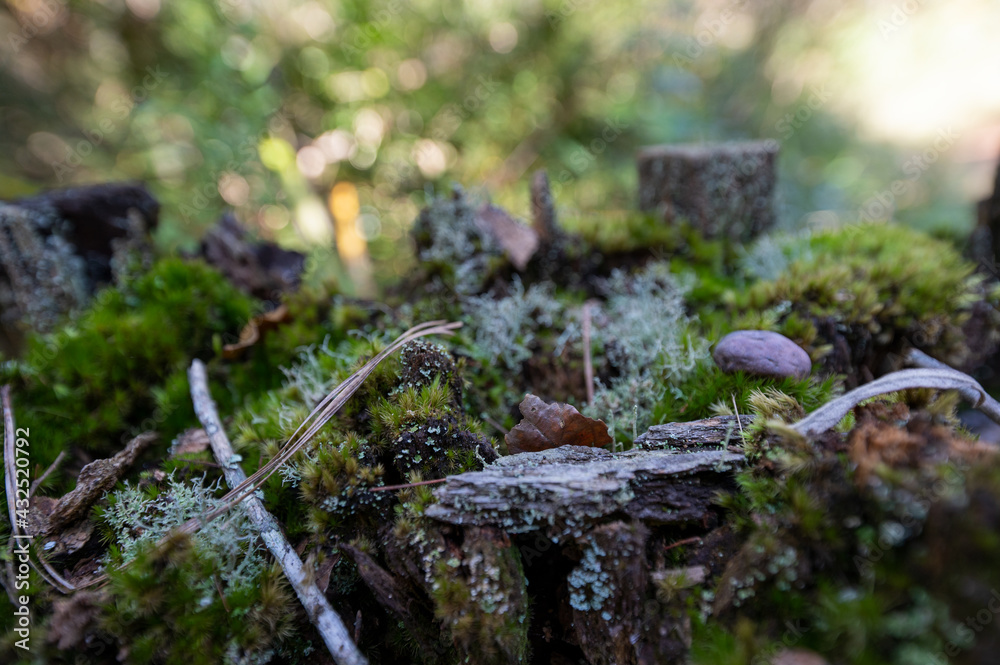 Moss overgrowth growing on fallen trees and branches on a hiking trail next to a flowing river Moss overgrowth growing on fallen trees and branches on a hiking trail next to a flowing river