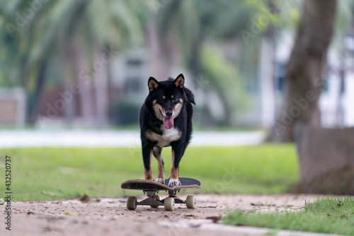 Shiba Inu dog playing skateboard in the park. Japanese dog trying to ride on a skateboard in garden.