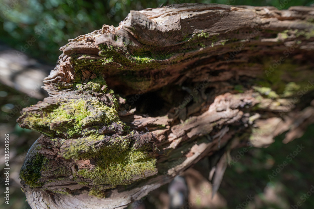 Textured bark of a fallen tree with a hole in the middle, perfect for spiders to make a nest