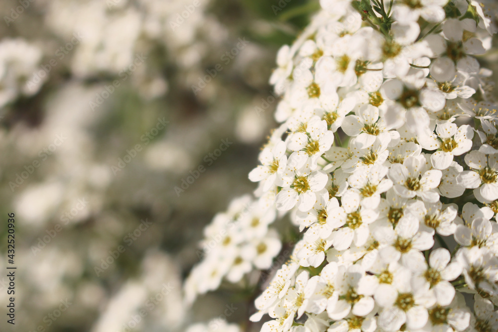 weiße Blumen im Garten