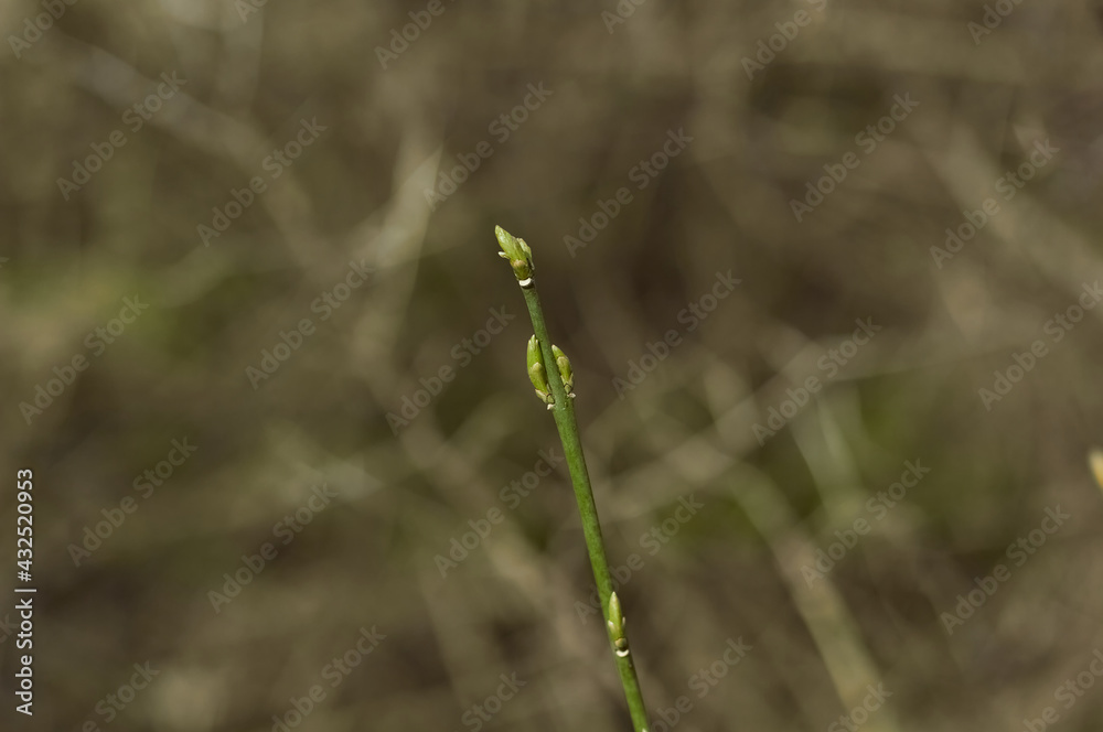 Green plant close up. Spring flowering. Green plant close up. Spring flowering.