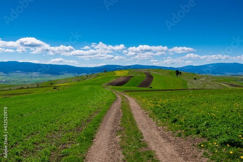 Dirt road leading through green agricultural fields at springtime in Transylvania  Romania.