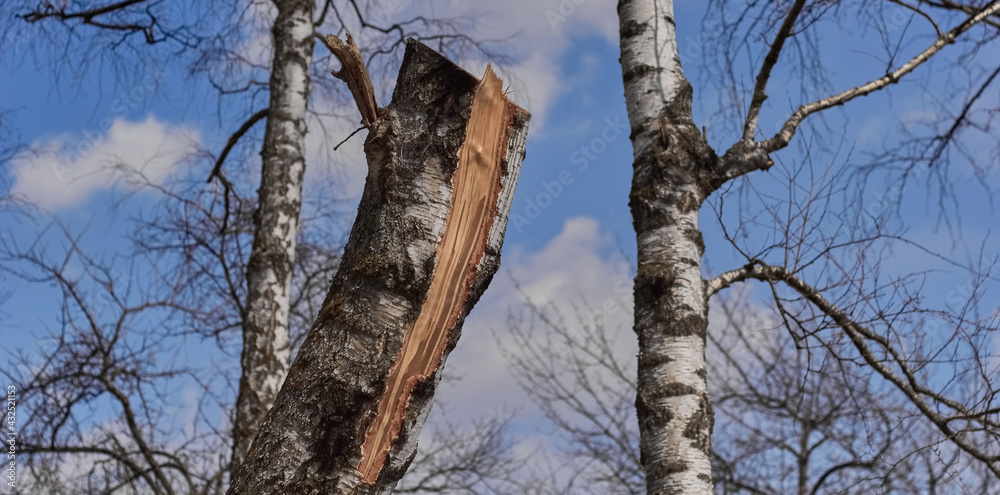 Obraz premium Sawn birch on a background of birches and sky.
