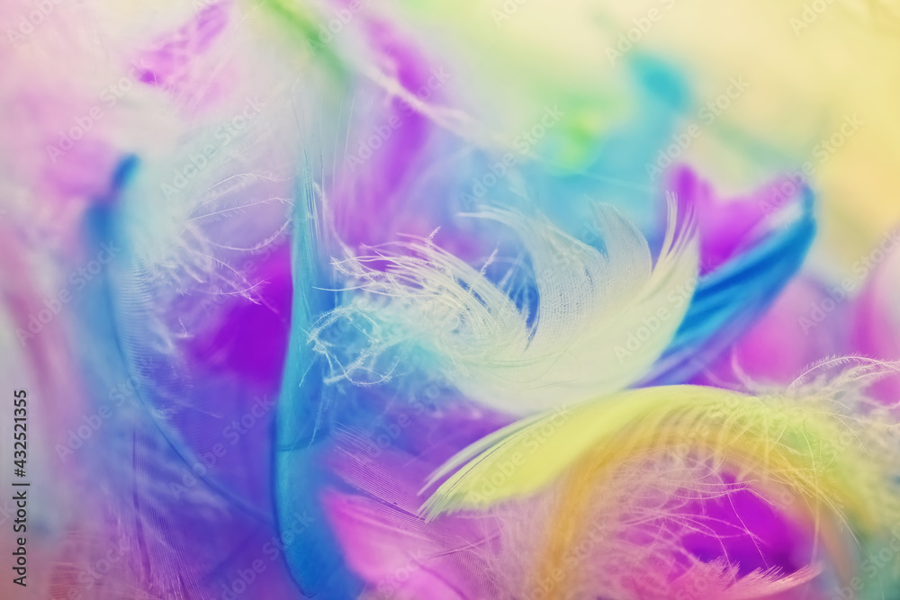 Colorful feathers On a white background Colorful feathers On a white background