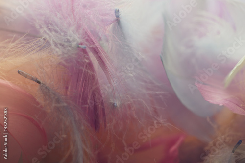 Colorful feathers On a white background