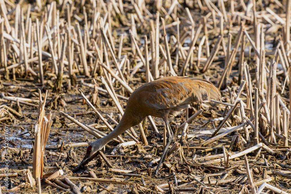 Fototapeta premium The sandhill crane (Antigone canadensis) near the nest Natural scene from Wisconsin during 