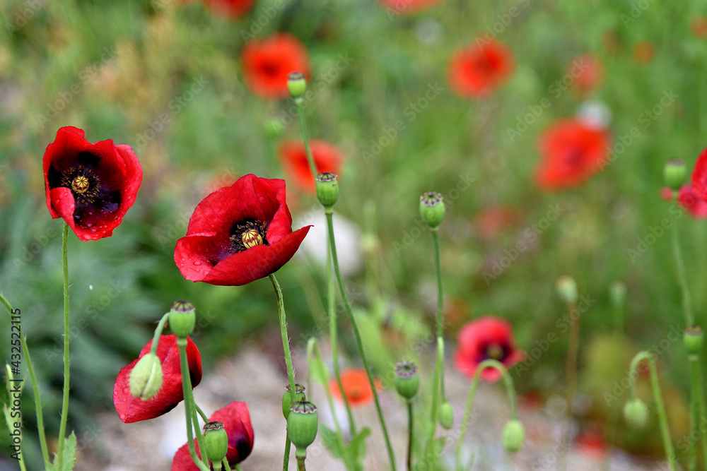 Naklejka premium giant red poppy in the field