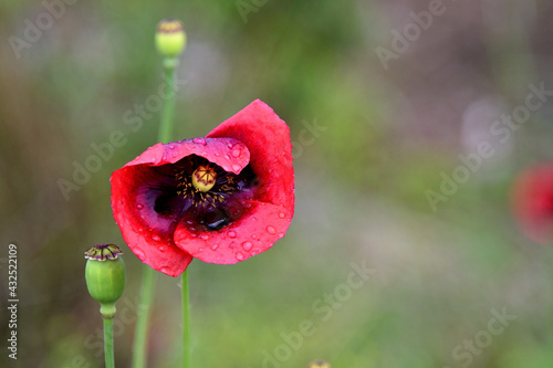giant red poppy in the field