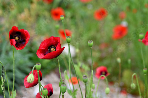 giant red poppy in the field