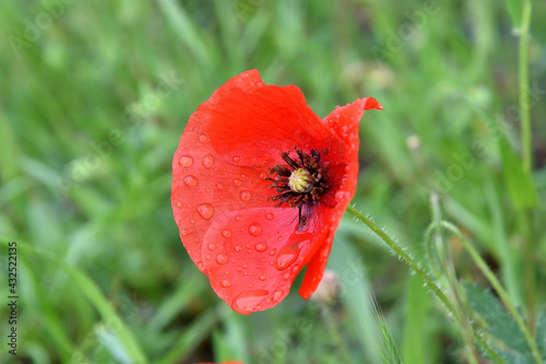 giant red poppy in the field