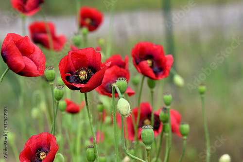 giant red poppy in the field