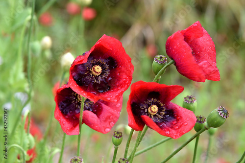 giant red poppy in the field
