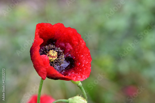 giant red poppy in the field