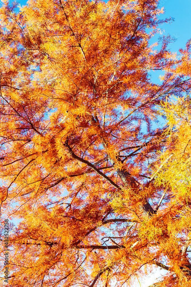 orange autumn foliage of a tree with blue sky seeing through. view from below orange autumn foliage of a tree with blue sky seeing through. view from below
