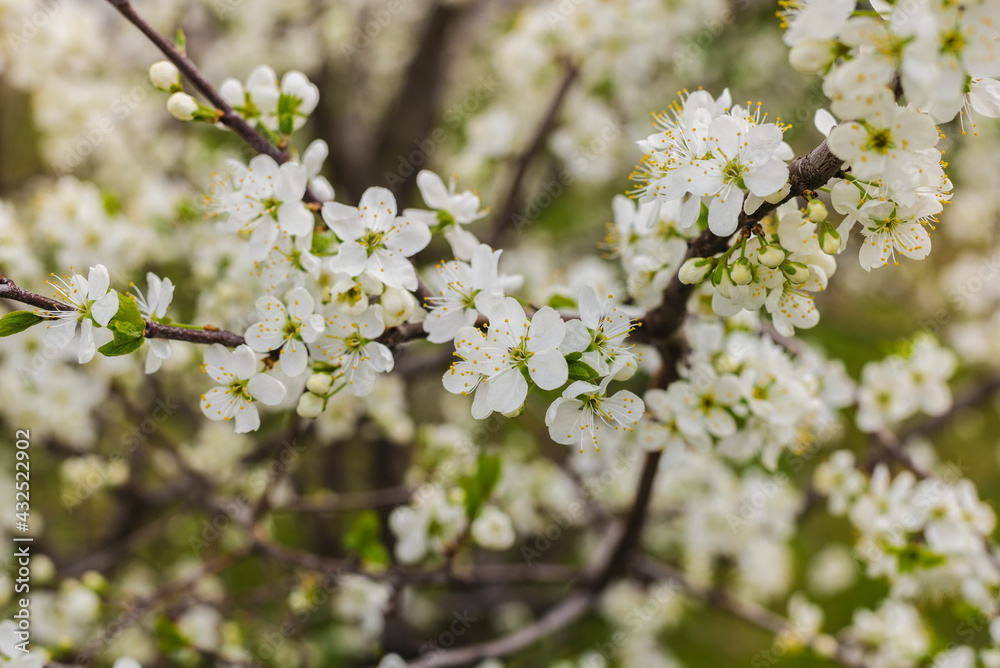 cherry blossoms, cherry flowers, cherry orchard 