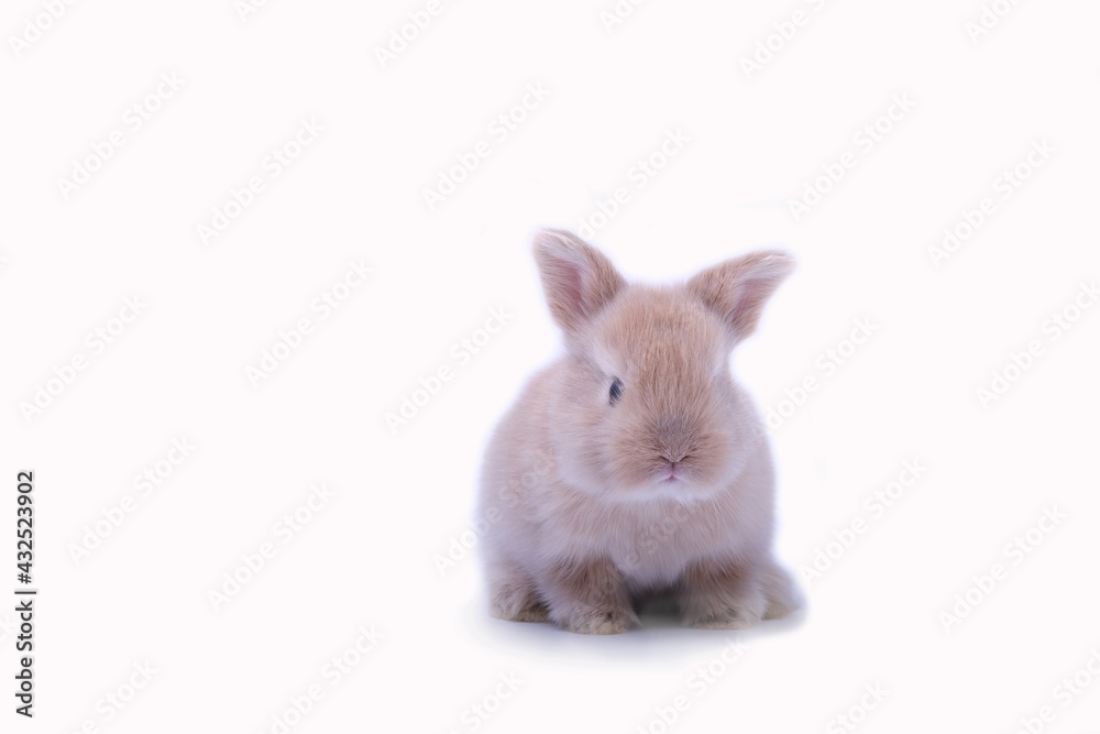 Obraz premium Baby red bunny rabbit portrait looking frontwise on white background.