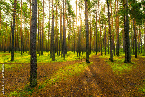 Sun shines between tree trunks in a pine forest