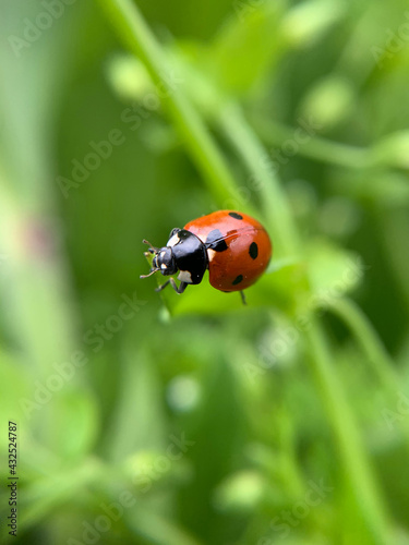 a close-up with a ladybug on a blade of grass © sushytska