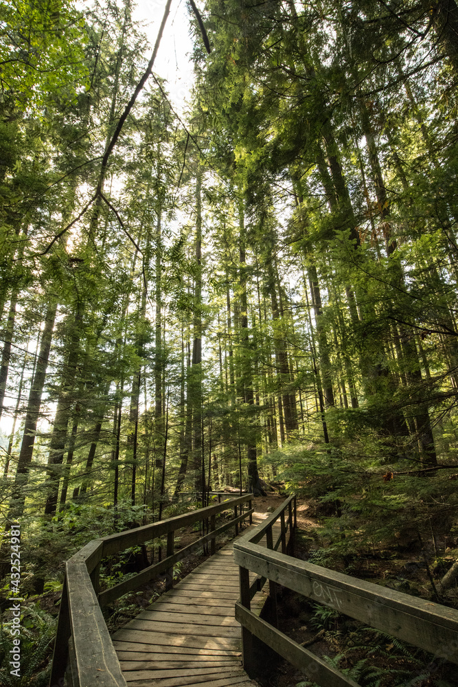 Obraz premium Bridge of Lyn canyon in Canada 린캐년공원